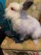 Netherland Dwarf rabbit Rabbits for sale in Salisbury, NC, USA. price: $40
