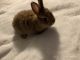 Netherland Dwarf rabbit Rabbits for sale in Chase Mills, NY 13621, USA. price: NA