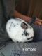 Netherland Dwarf rabbit Rabbits for sale in Wilton, CA 95693, USA. price: NA