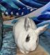 Netherland Dwarf rabbit Rabbits for sale in 1753 Sweetbrier St, Palmdale, CA 93550, USA. price: NA