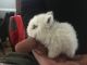 Netherland Dwarf rabbit Rabbits for sale in Baltimore, MD, USA. price: $50