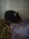 Netherland Dwarf rabbit Rabbits for sale in Norwood, NC 28128, USA. price: $100