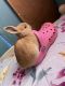 Netherland Dwarf rabbit Rabbits for sale in Miami, FL, USA. price: $100