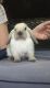 Netherland Dwarf rabbit Rabbits for sale in Miami, FL, USA. price: $40