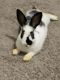 Netherland Dwarf rabbit Rabbits for sale in International Dr, Orlando, FL, USA. price: $30