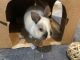 Netherland Dwarf rabbit Rabbits for sale in Ashburn, VA, USA. price: NA