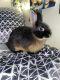 Netherland Dwarf rabbit Rabbits for sale in Fountainville, PA 18923, USA. price: NA