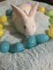 Netherland Dwarf rabbit Rabbits for sale in Liberty, SC 29657, USA. price: NA