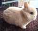 Netherland Dwarf rabbit Rabbits for sale in Eastvale, CA, USA. price: NA