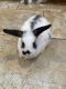 Netherland Dwarf rabbit Rabbits for sale in Casper, WY, USA. price: NA