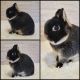 Netherland Dwarf rabbit Rabbits for sale in Taylor, MI 48180, USA. price: $150