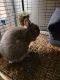 Netherland Dwarf rabbit Rabbits for sale in North Lewisburg, OH 43060, USA. price: NA