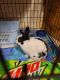Netherland Dwarf rabbit Rabbits for sale in Holden, MO 64040, USA. price: NA