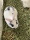 Netherland Dwarf rabbit Rabbits for sale in Lawrenceville, GA, USA. price: $50