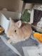 Netherland Dwarf rabbit Rabbits for sale in North Miami Beach, FL 33162, USA. price: NA