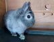 Netherland Dwarf rabbit Rabbits for sale in Waterford Twp, MI 48327, USA. price: $100