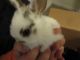 Netherland Dwarf rabbit Rabbits for sale in Moberly, MO, USA. price: $7,500