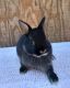 Netherland Dwarf rabbit Rabbits for sale in Virginia Beach, VA, USA. price: $70