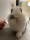 Netherland Dwarf rabbit Rabbits for sale in La Quinta, CA 92253, USA. price: $250