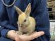 Netherland Dwarf rabbit Rabbits for sale in Homestead, FL, USA. price: $60