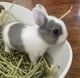 Netherland Dwarf rabbit Rabbits for sale in Santa Ana, CA, USA. price: $200