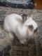 Netherland Dwarf rabbit Rabbits for sale in Lincoln Ave, Brooklyn, NY 11208, USA. price: $300