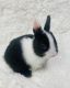 Netherland Dwarf rabbit Rabbits for sale in Santa Ana, CA, USA. price: $250