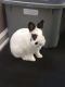 Netherland Dwarf rabbit Rabbits for sale in Toledo, OH, USA. price: NA
