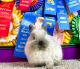 Netherland Dwarf rabbit Rabbits for sale in Frazier Park, CA 93225, USA. price: NA