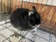 Netherland Dwarf rabbit Rabbits for sale in Statesville, NC, USA. price: $100