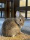 Netherland Dwarf rabbit Rabbits for sale in Temecula, CA, USA. price: NA