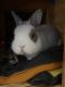 Netherland Dwarf rabbit Rabbits for sale in Charlotte, NC, USA. price: NA