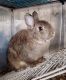 Netherland Dwarf rabbit Rabbits for sale in Alvin, TX, USA. price: NA
