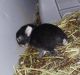 Netherland Dwarf rabbit Rabbits for sale in Amarillo, TX, USA. price: NA