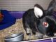 Netherland Dwarf rabbit Rabbits for sale in Knoxville, TN, USA. price: NA