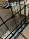 Netherland Dwarf rabbit Rabbits for sale in 3012 15th St W, Lehigh Acres, FL 33971, USA. price: $150