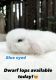 Netherland Dwarf rabbit Rabbits for sale in Mission Viejo, CA, USA. price: NA