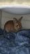 Netherland Dwarf rabbit Rabbits for sale in Lynn, MA, USA. price: NA