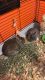 Netherland Dwarf rabbit Rabbits for sale in Ephrata, PA 17522, USA. price: NA