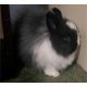 Netherland Dwarf rabbit Rabbits for sale in Immokalee, FL 34142, USA. price: $200