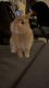 Netherland Dwarf rabbit Rabbits for sale in Orlando, FL 32806, USA. price: $200