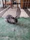Netherland Dwarf rabbit Rabbits for sale in Hector, MN 55342, USA. price: NA