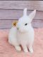 Netherland Dwarf rabbit Rabbits for sale in Santa Ana, CA, USA. price: $150