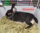 Netherland Dwarf rabbit Rabbits for sale in Amarillo, TX, USA. price: $75