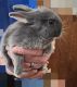 Netherland Dwarf rabbit Rabbits for sale in Amarillo, TX, USA. price: $50