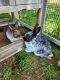Netherland Dwarf rabbit Rabbits for sale in North Branford, CT 06471, USA. price: NA