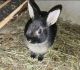 Netherland Dwarf rabbit Rabbits for sale in Amarillo, TX, USA. price: $40