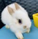 Netherland Dwarf rabbit Rabbits for sale in Anaheim Hills, Anaheim, CA, USA. price: NA