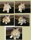 Netherland Dwarf rabbit Rabbits for sale in Horn Lake, MS, USA. price: $30