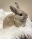 Netherland Dwarf rabbit Rabbits